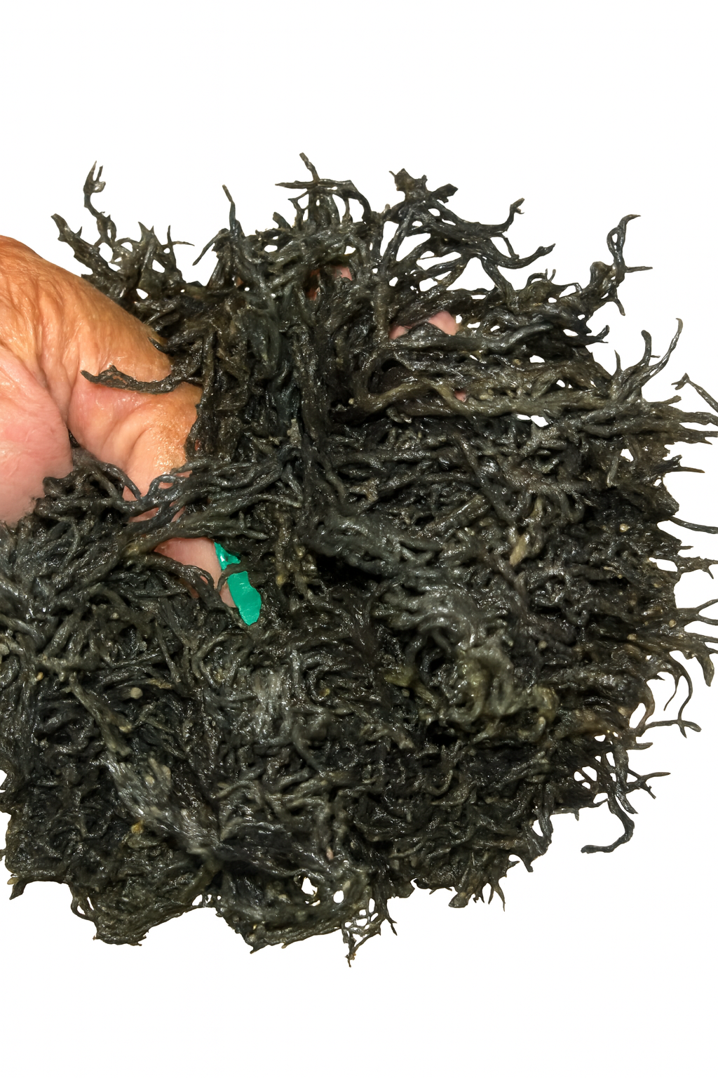 Green Sea Moss Gel (Plain • Pineapple Mint • Chlorophyll)